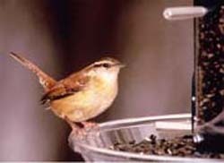 Wren