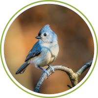 titmouse