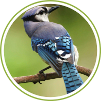 Blue Jay