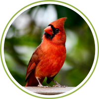 Male Cardinal